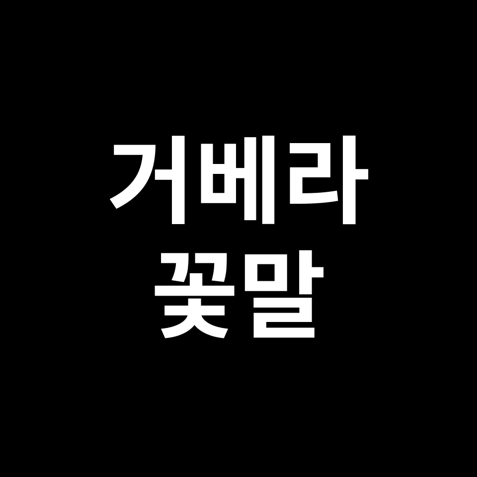 거베라 꽃말 썸네일