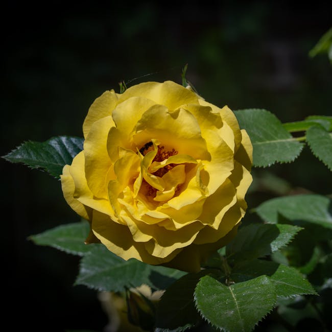 노란 장미 꽃말