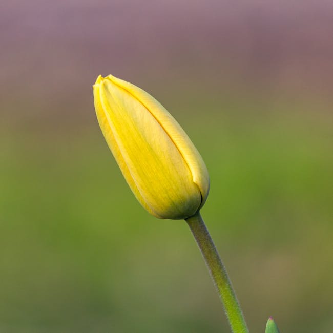 노란 튤립 꽃말