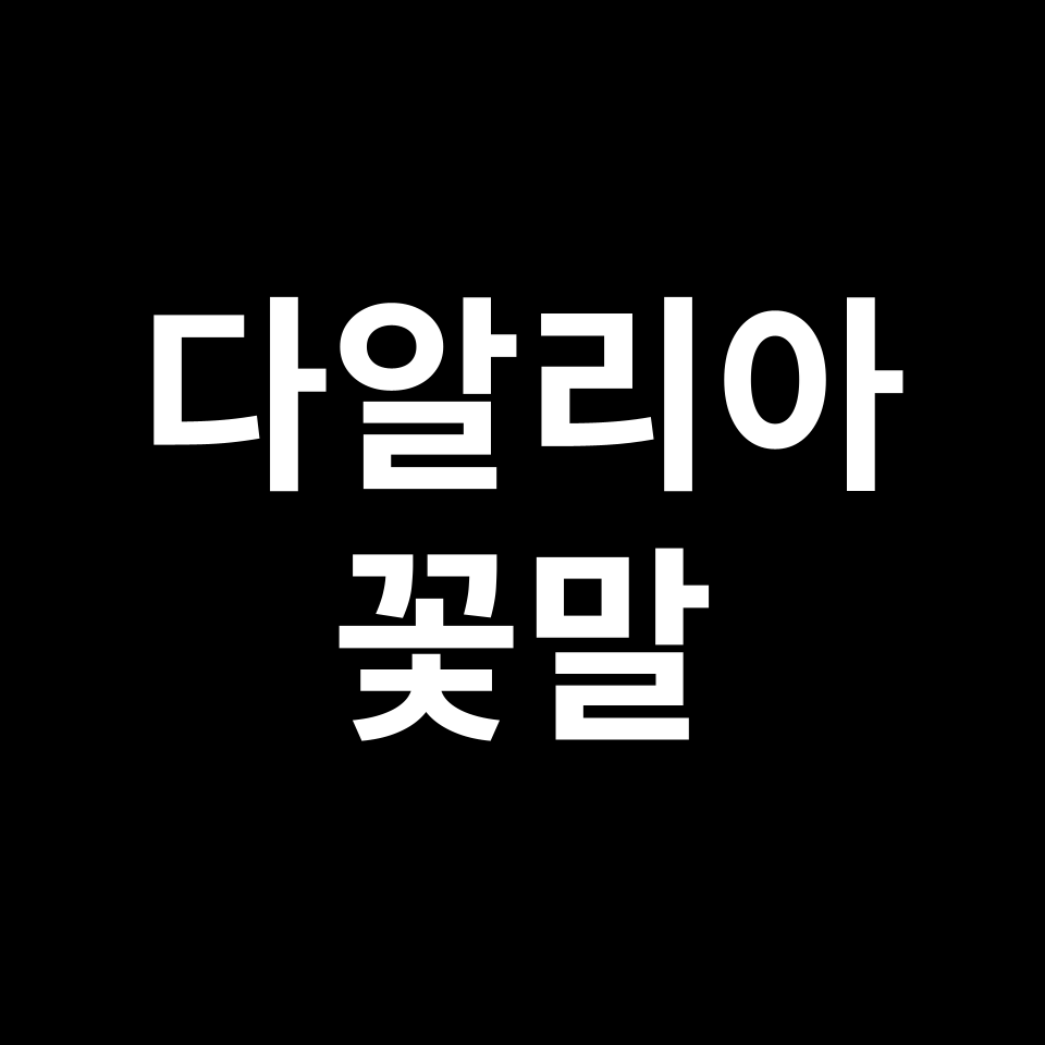 다알리아 꽃말 썸네일
