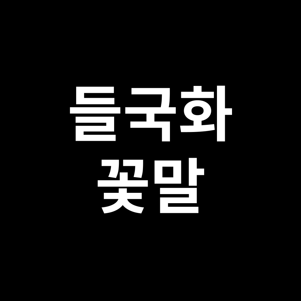 들국화 꽃말 썸네일