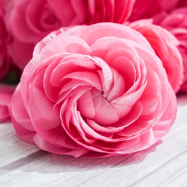 라넌큘러스 꽃말