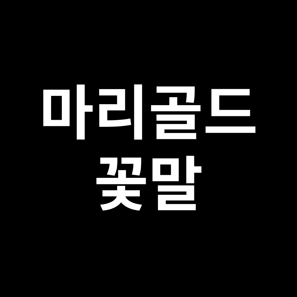 마리골드 꽃말 썸네일