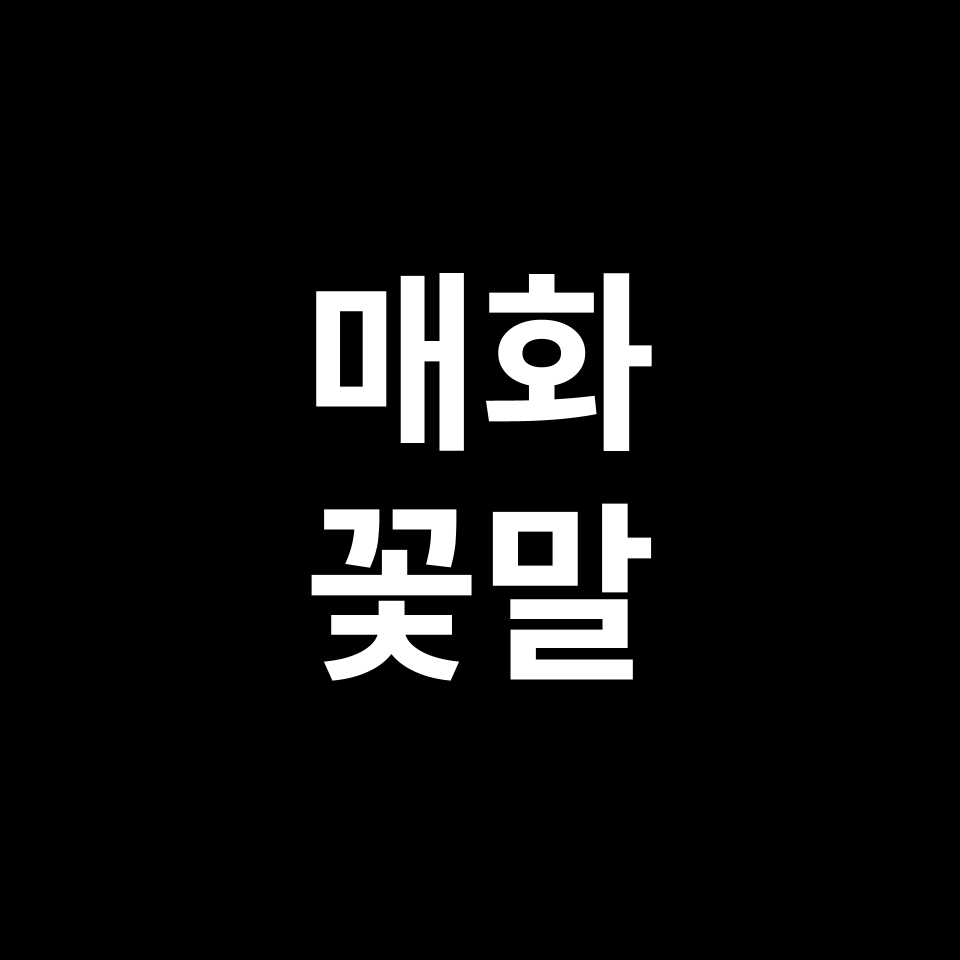 매화 꽃말 썸네일