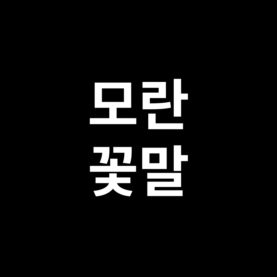 모란 꽃말 썸네일