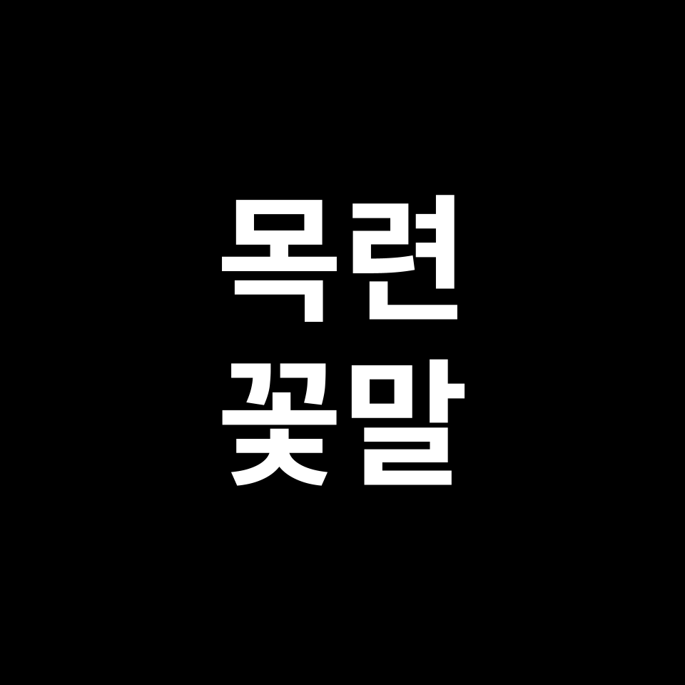 목련 꽃말 썸네일
