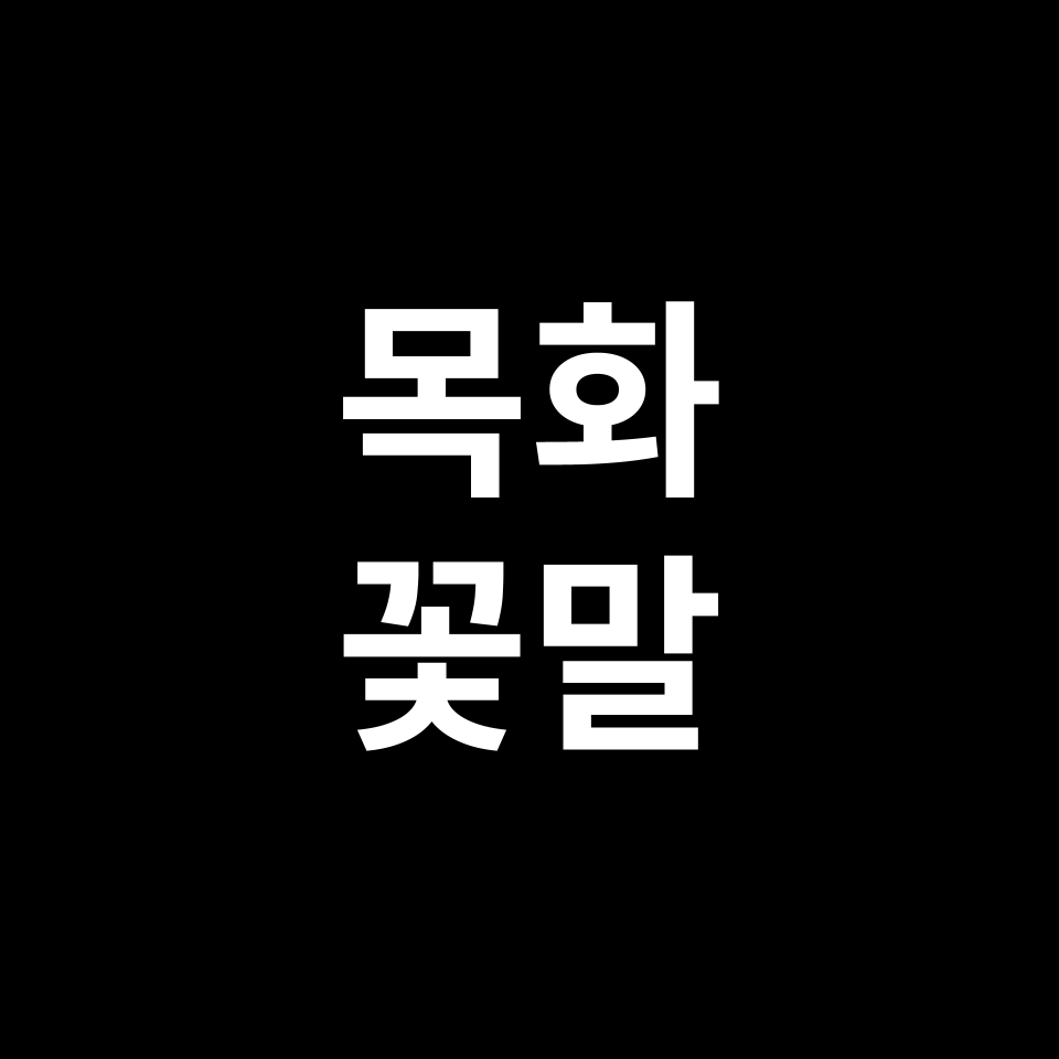 목화 꽃말 썸네일