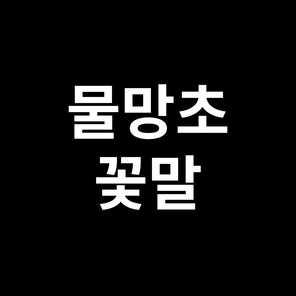 물망초 꽃말 썸네일