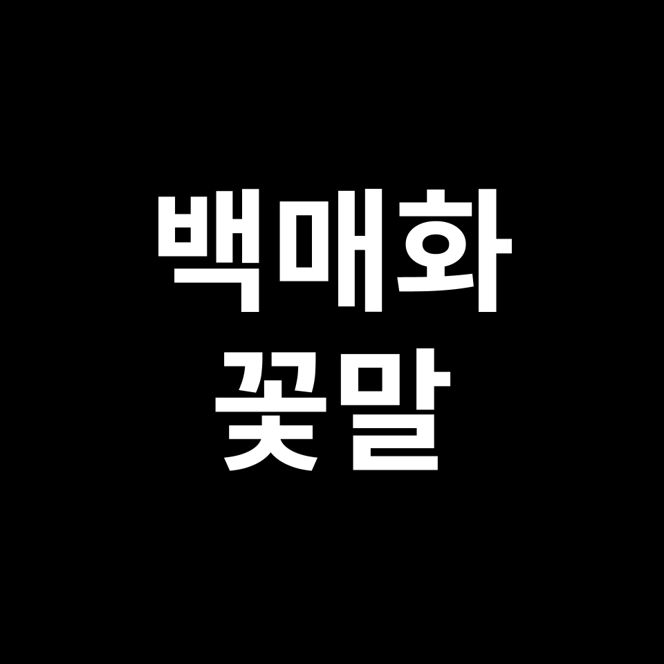 백매화 꽃말 썸네일
