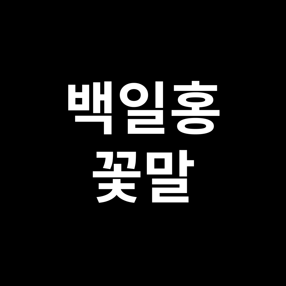 백일홍 꽃말 썸네일