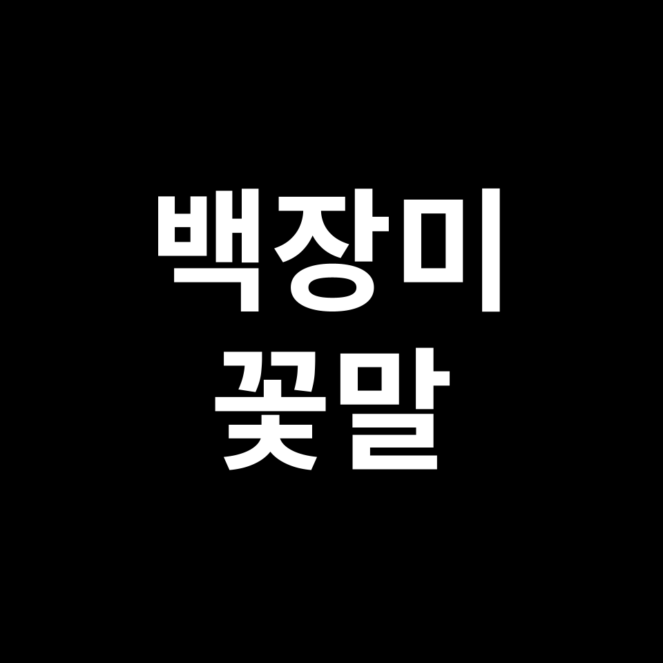 백장미 꽃말 썸네일