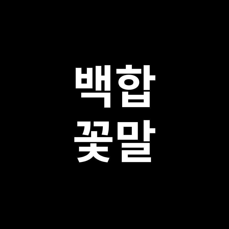 백합 꽃말 썸네일