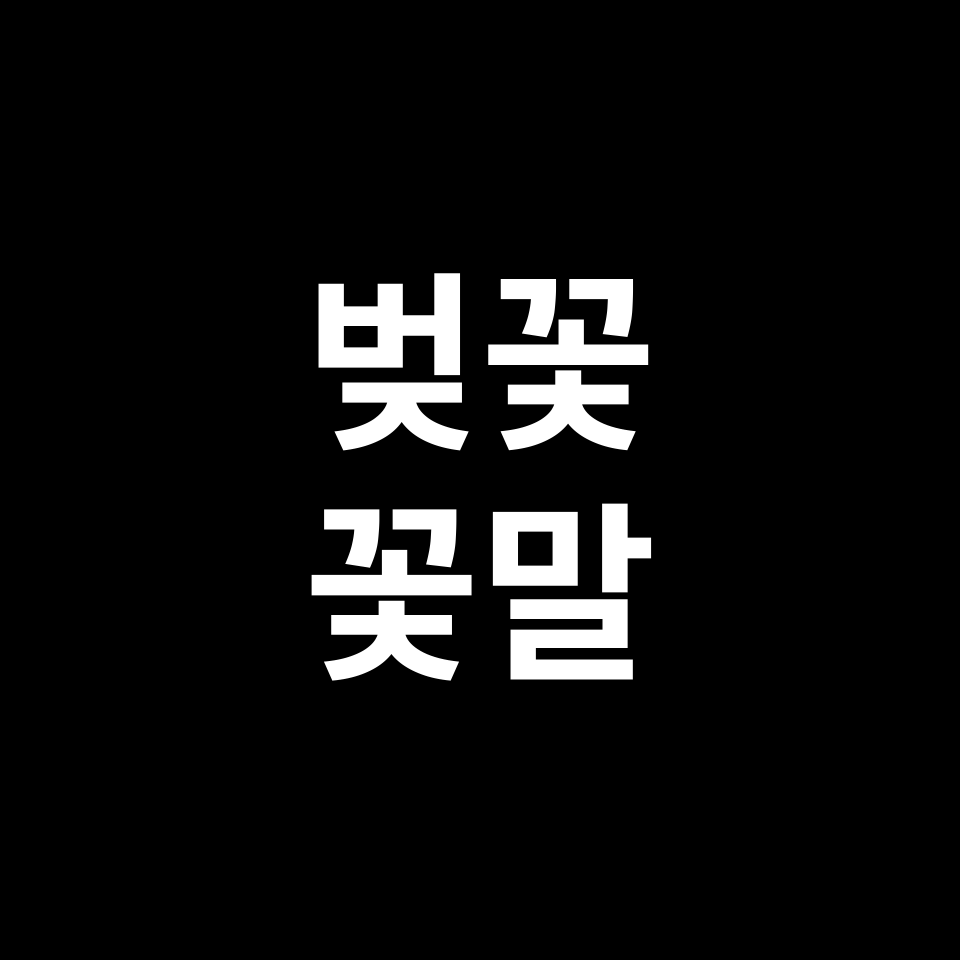 벚꽃 꽃말 썸네일