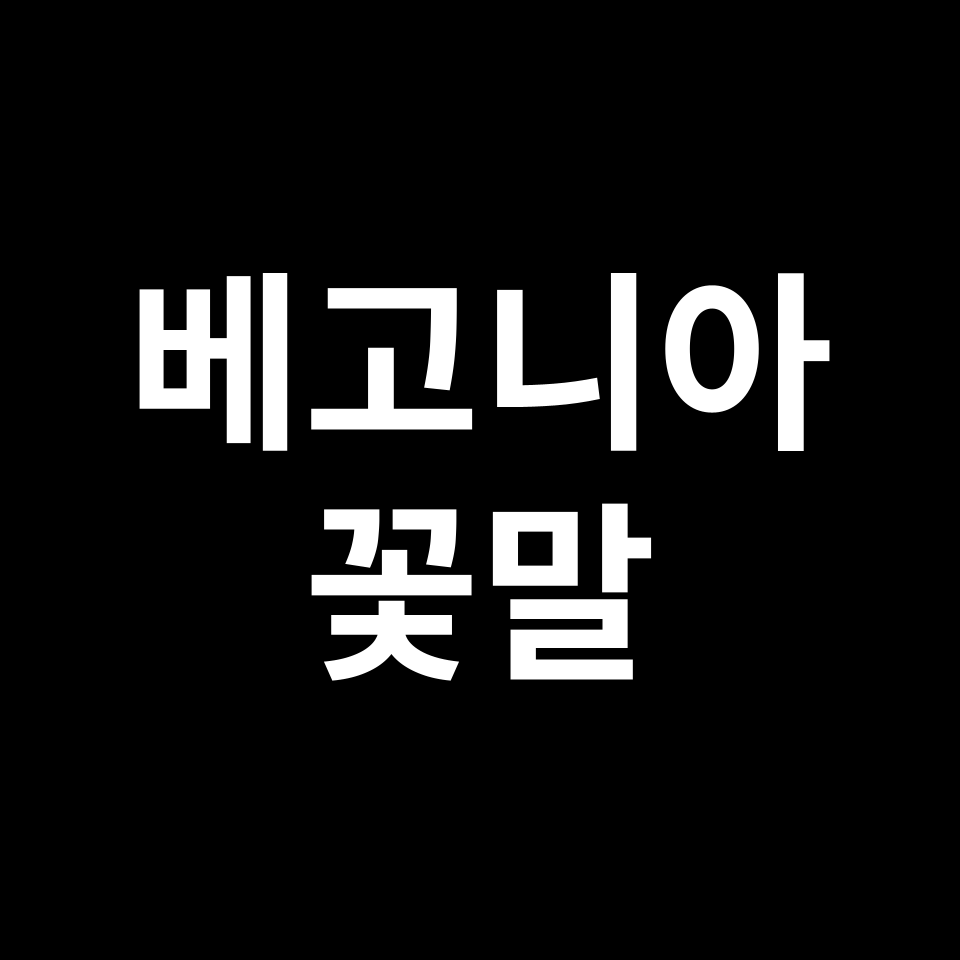 베고니아 꽃말 썸네일