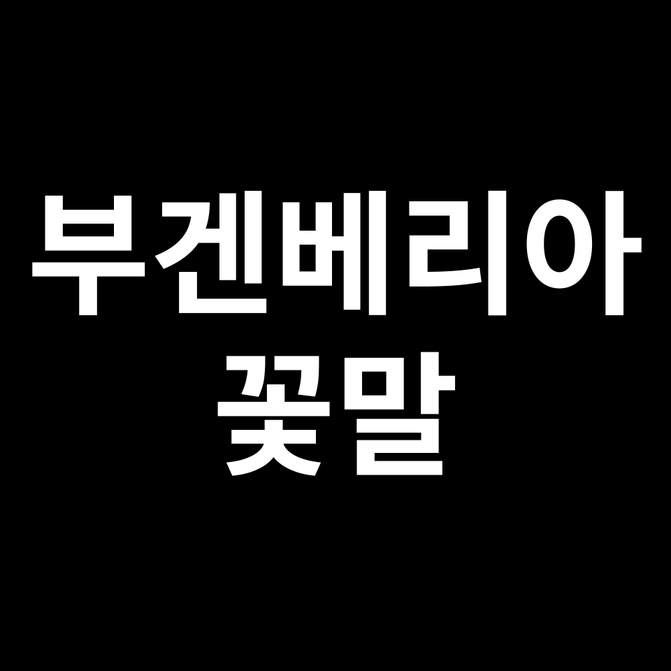 부겐베리아 꽃말 썸네일
