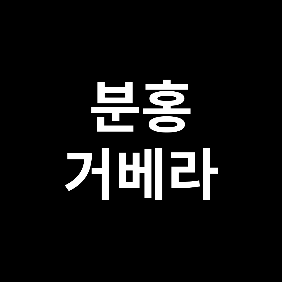 분홍 거베라 꽃말 썸네일
