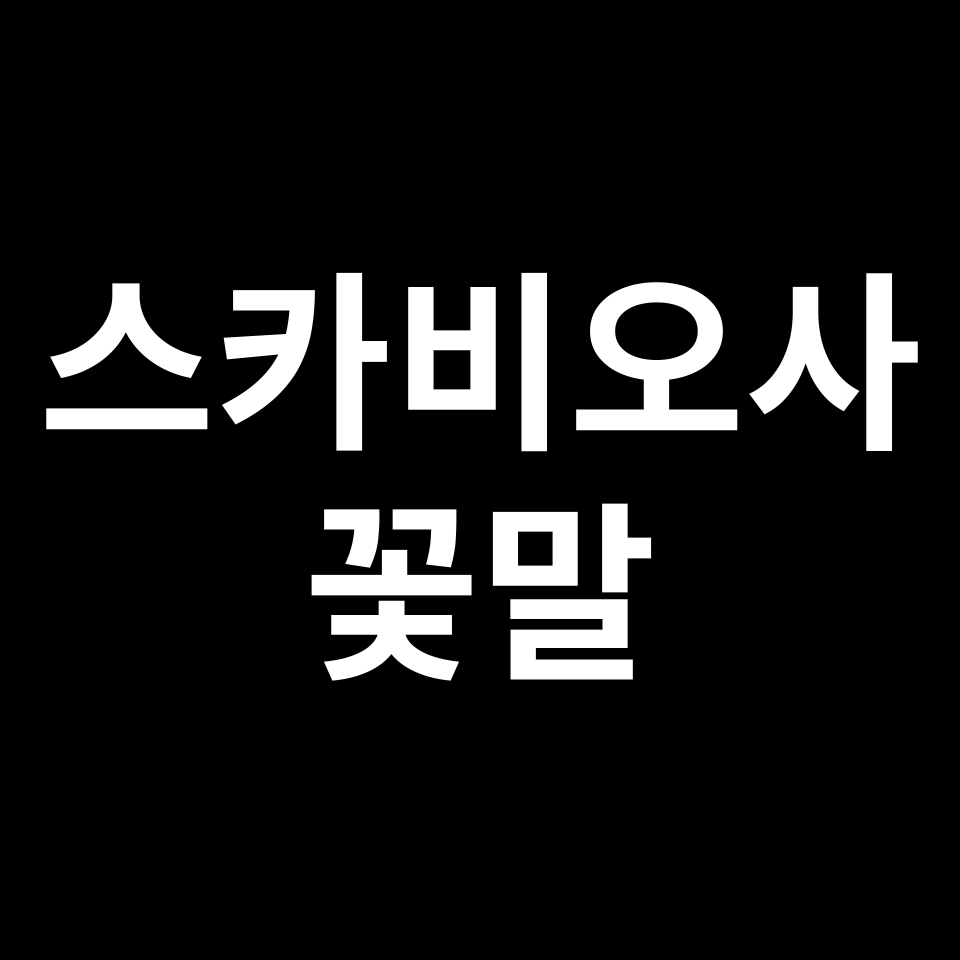 스카비오사 꽃말 썸네일