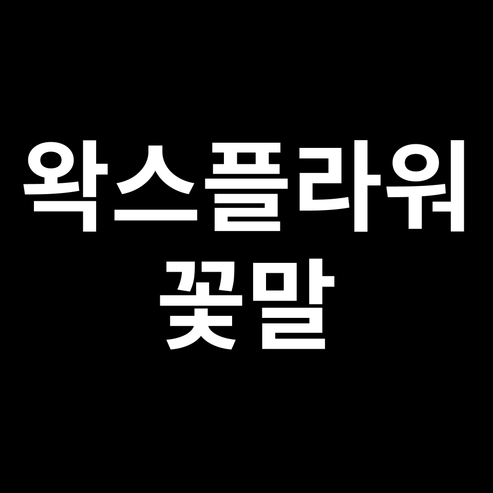 왁스플라워 꽃말 썸네일