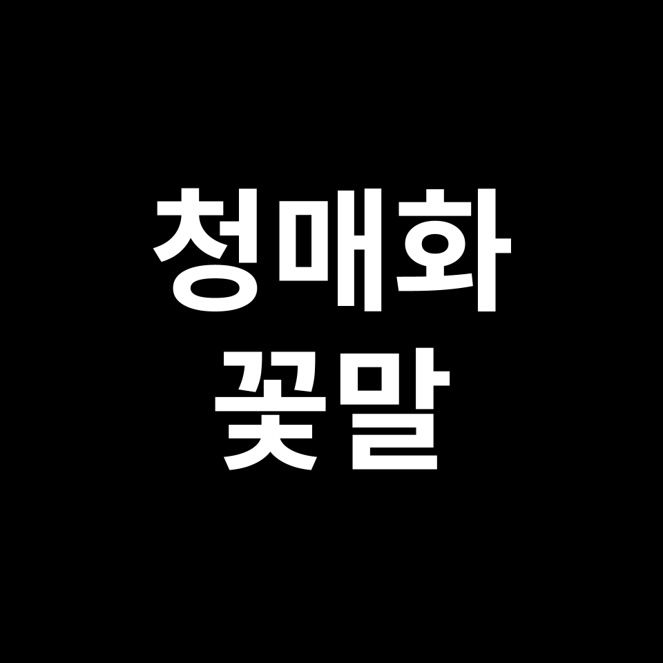 청매화 꽃말 썸네일