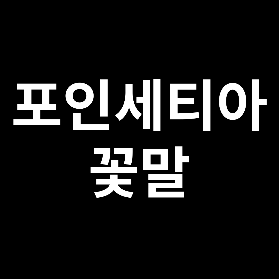 포인세티아 꽃말 썸네일