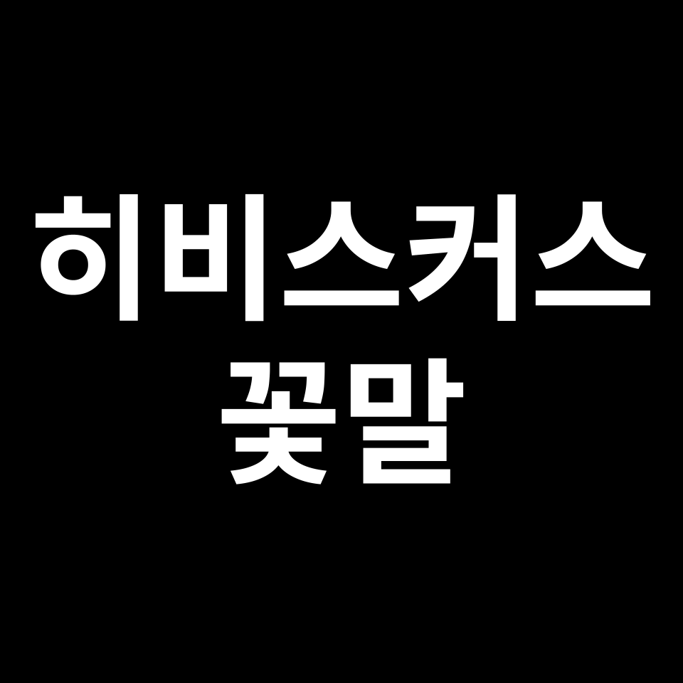 히비스커스 꽃말 썸네일