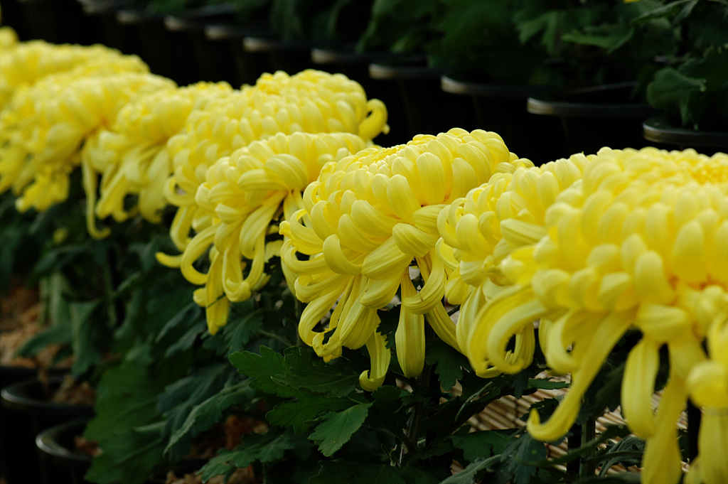 노란 국화 꽃말