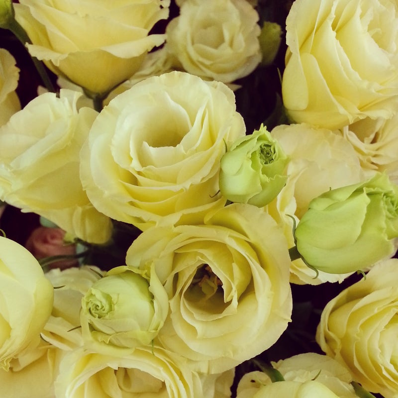 노란 리시안셔스 꽃말