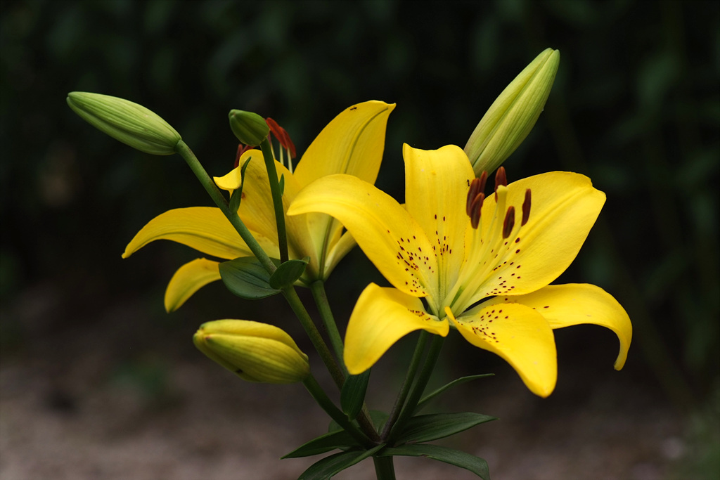 노란 백합 꽃말