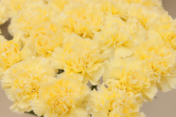 노란 카네이션 꽃말