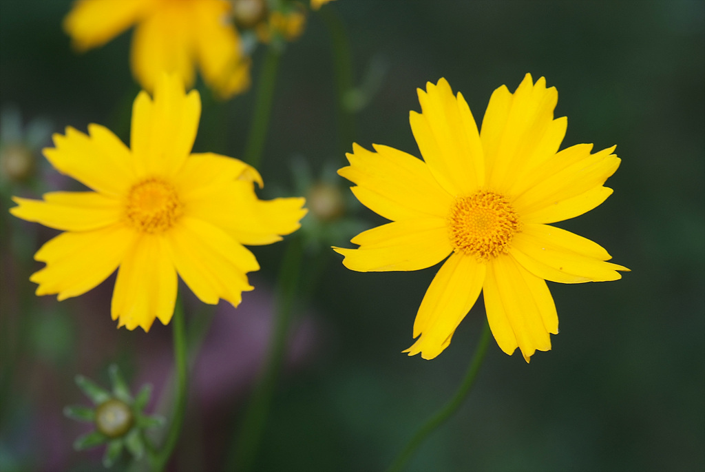 노란 코스모스 꽃말