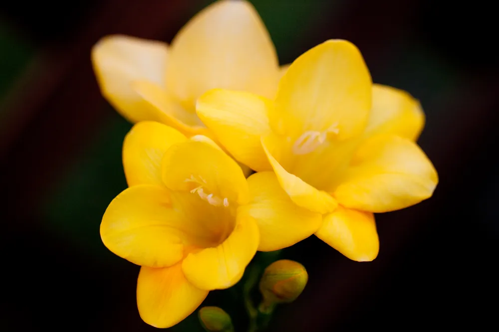 노란 프리지아 꽃말